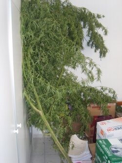 3,3 μέτρα δενδρύλλιο κάνναβης στην Αλεξάνδρεια