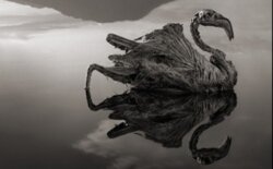 Φονική λίμνη μετατρέπει τα ζώα σε αγάλματα